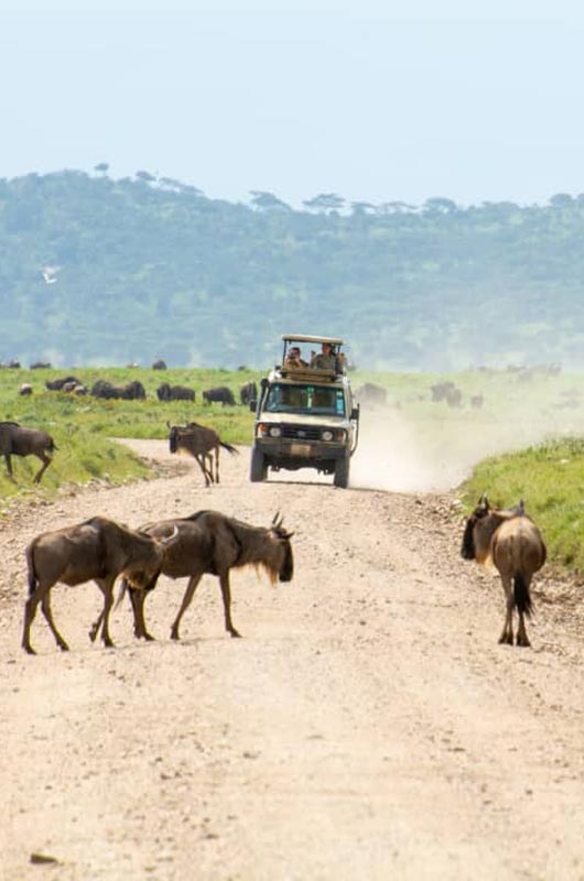 Tanzania Safari